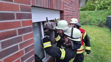 Rettung Katze aus gekippten Fenster am 19.04.2024