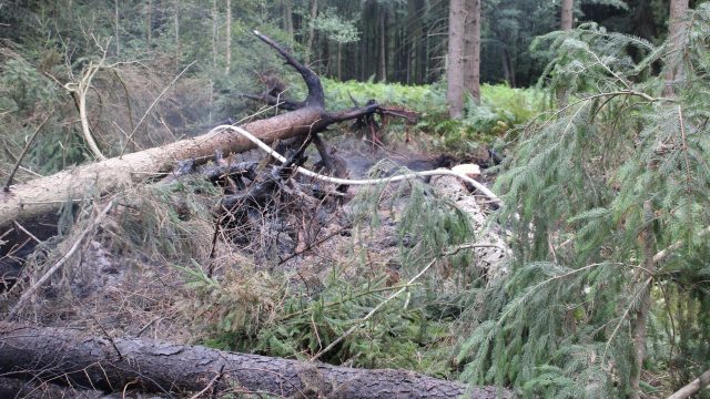 WB1 Waldbrand zwischen Helmerkamp und Nienhof